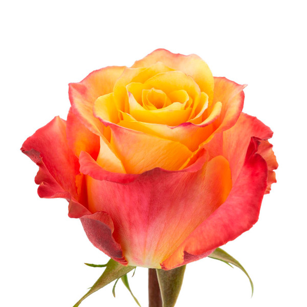ROSA IMP. 60CM SILANTOI