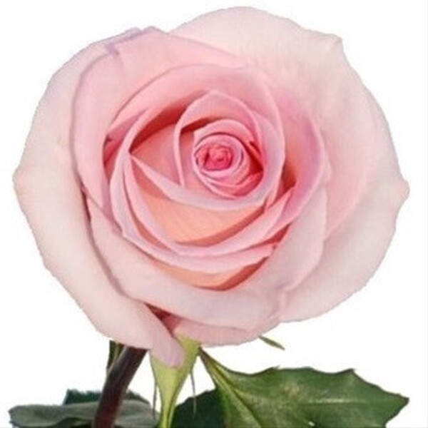 ROSA IMP. 60CM *SOPHIE*