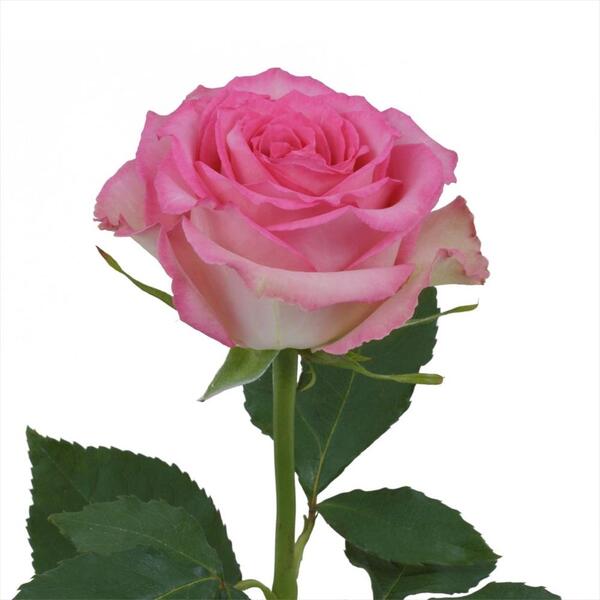 ROSA IMP. 60CM *SWEET UNIQUE*