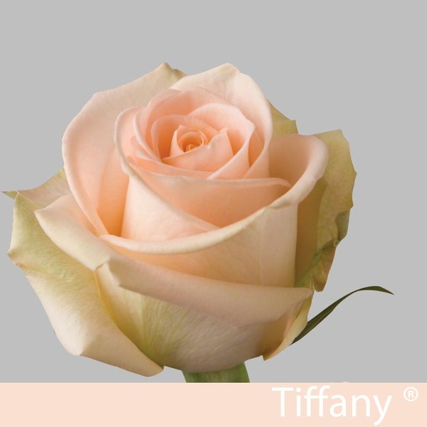 ROSA IMP. 60CM *TIFFANY*