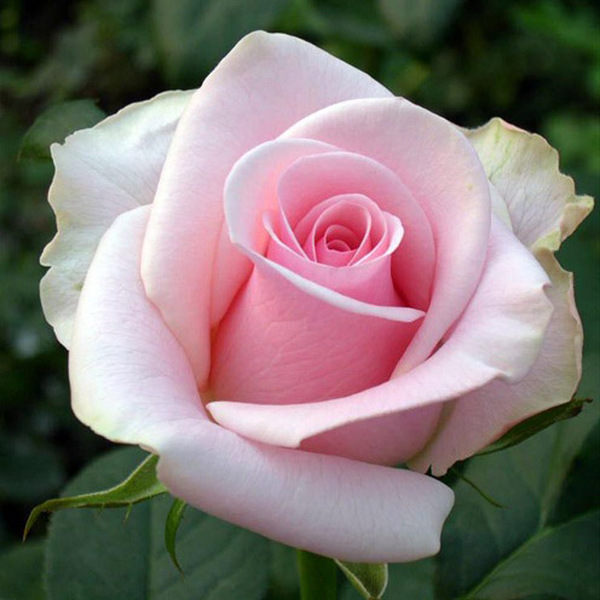 ROSA IMP. 60CM *TITANIC*