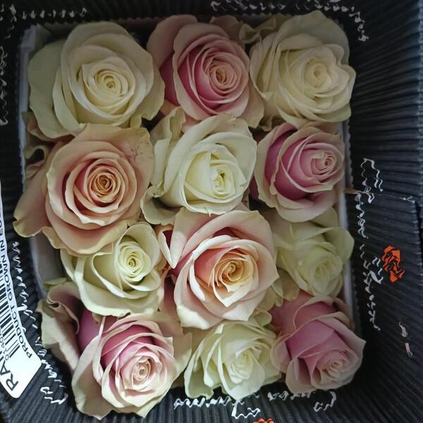 ROSA IMP. 60CM *mix White & Pink*