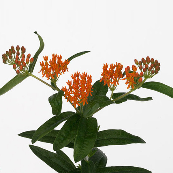 ASCLEPIA TUBEROSA ORANGE 70CM