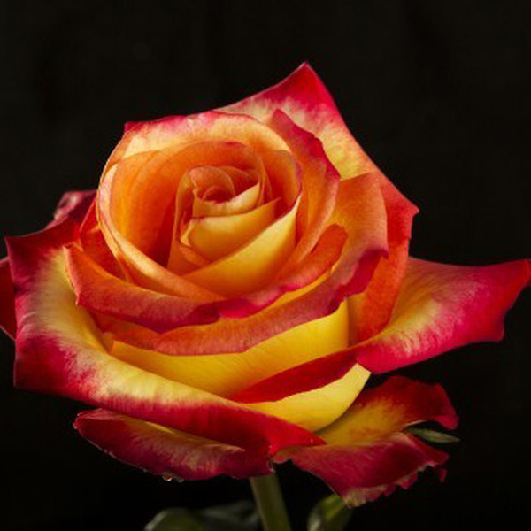 ROSA IMP. 70CM ALMA *HIGH MAGIC* 