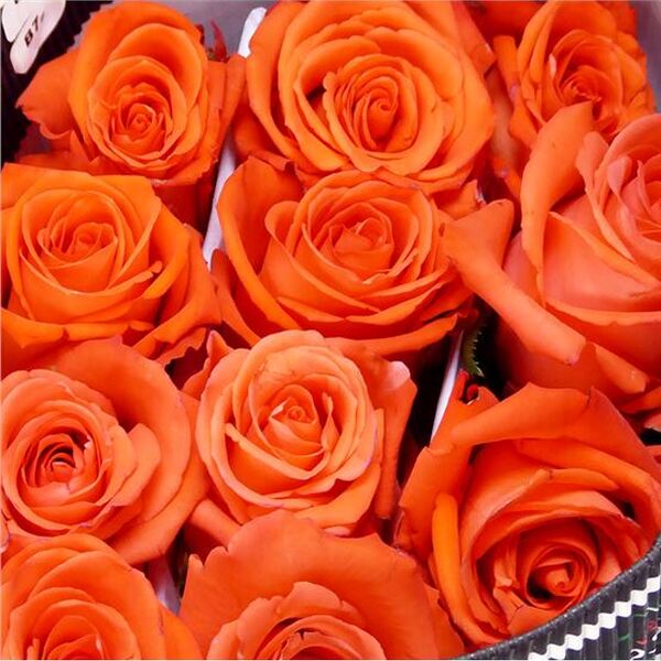 ROSA IMP. 70CM *ALIVE*