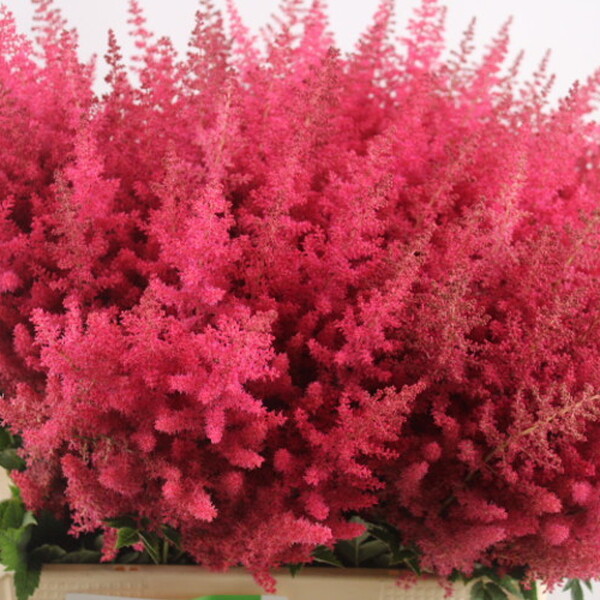 ASTILBE *ELSE SCHLUCK* 65CM