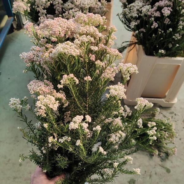 FLOR DE ARROS PRESERVAT COLOR ROSA