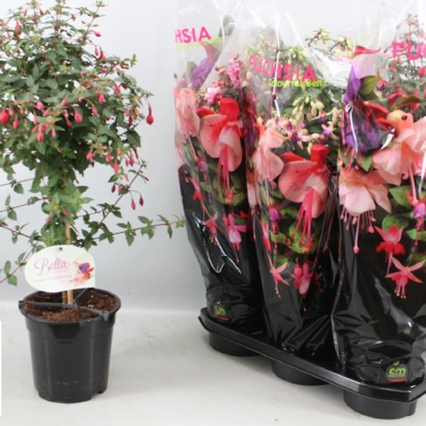 PL. FUCHSIA T19CM 