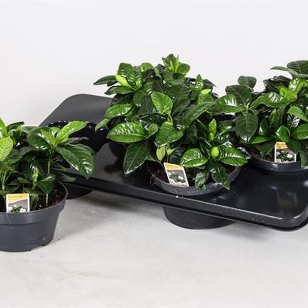 PLANTA GARDENIA T17C 30CM