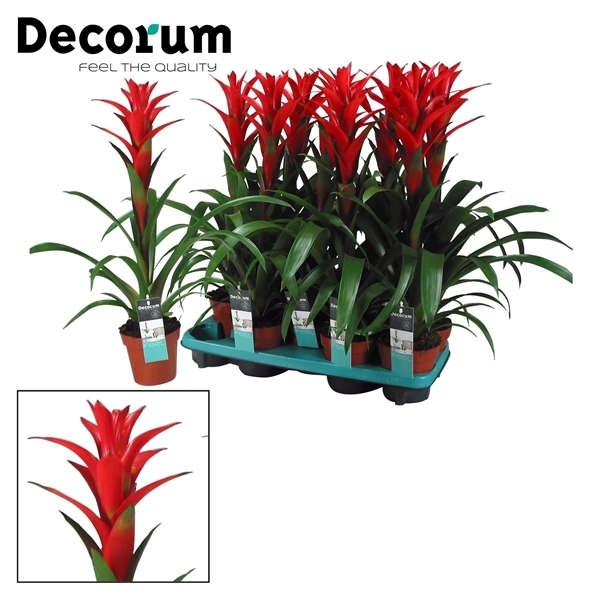 PL. GUZMANIA ROSTARA T15CM 60CM
