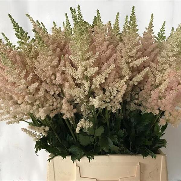 ASTILBE VISION INFERNO 60CM