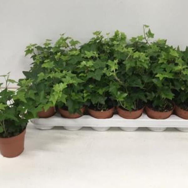 PLANTA HEURA T9CM VERD