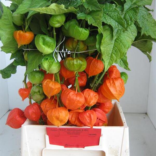 PHYSALIS 50CM