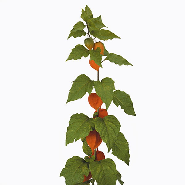 PHYSALIS 80CM