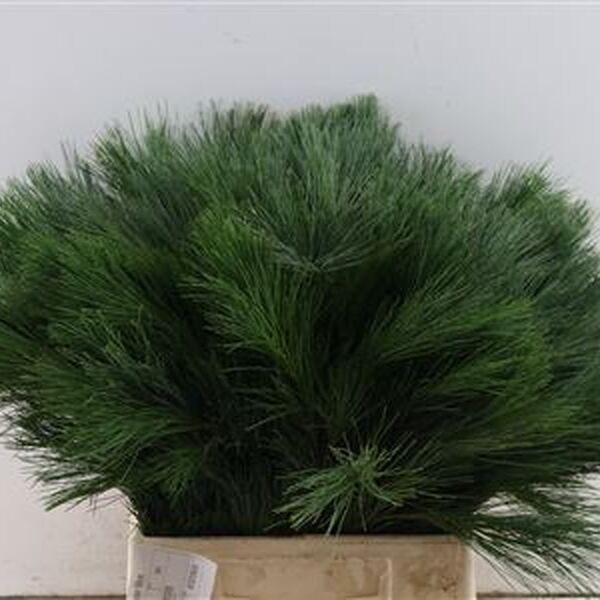 PINUS STROBUS 50CM