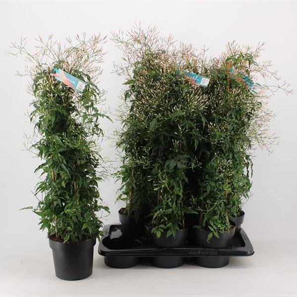 PL. JASMI POLYANTHUM T17CM 75CM