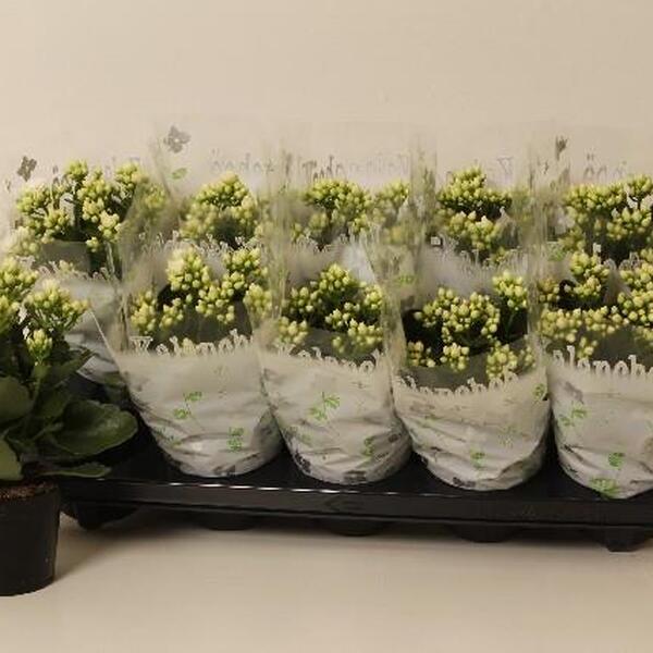 PL. KALANCHOE KALANDIVA BLANC