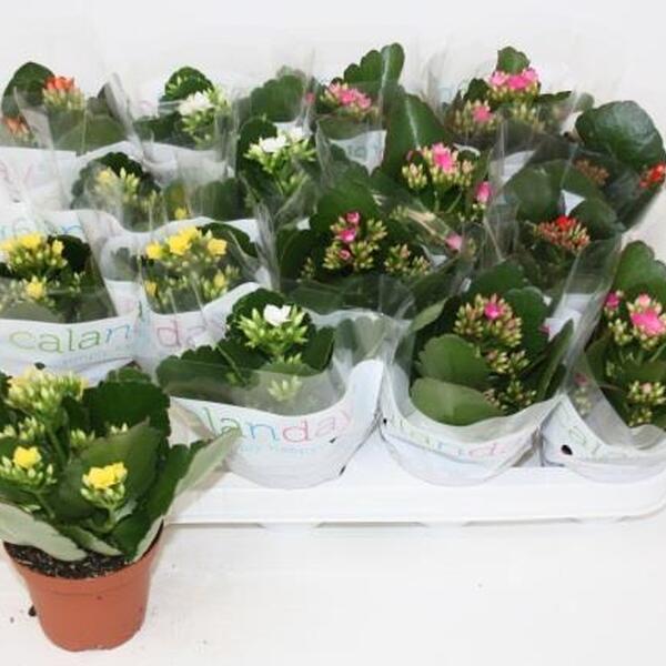 PLANTA KALANCHOE T16CM