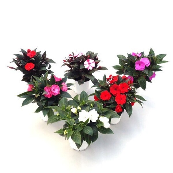 PLANTA ALEGRIA GUINEANA X10