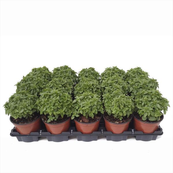 PLANTA ALBAHACA MOSQUIT X10