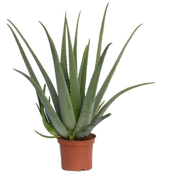 PLANTA ALOEVERA T17CM 