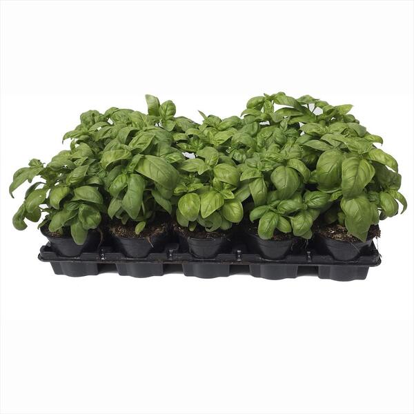 PLANTA ALBAHACA PESTO X10