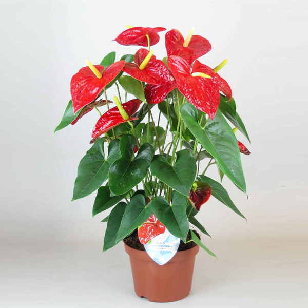 PLANTA ANTHURIUM Ø12CM VERMELL IMP.