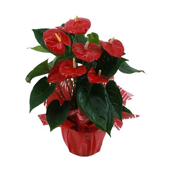PLANTA ANTHURIUM Ø17CM *ALOHA* XL