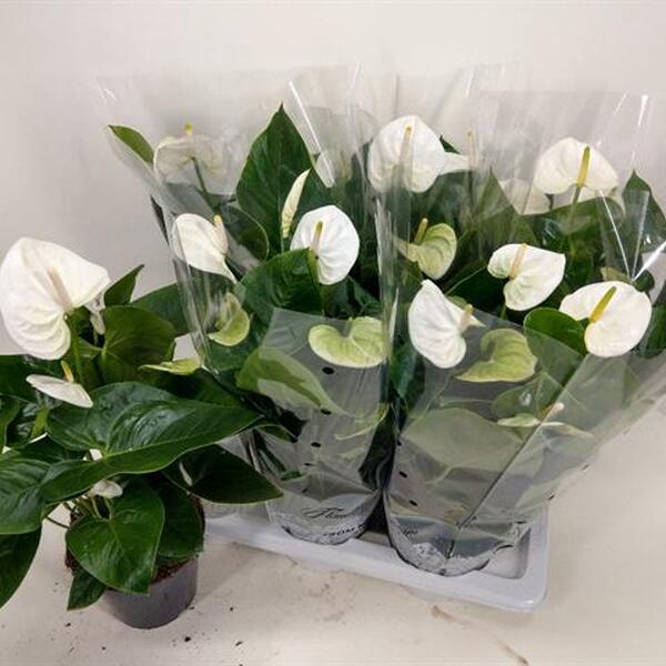 PLANTA ANTHURIUM Ø17CM BLANC