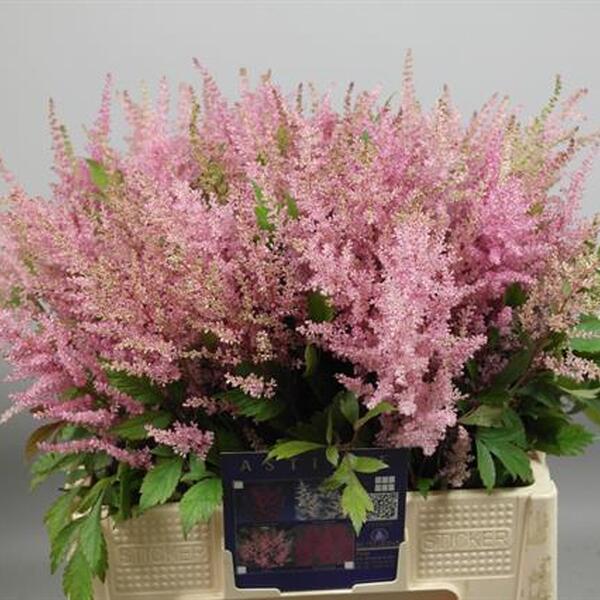 ASTILBE *LIGHT PINK* 65CM