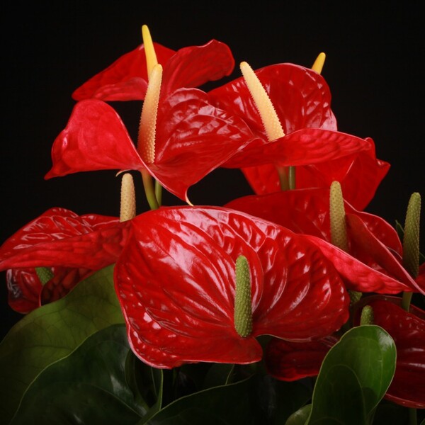 PLANTA ANTHURIUM Ø16CM *MICHIGAN*