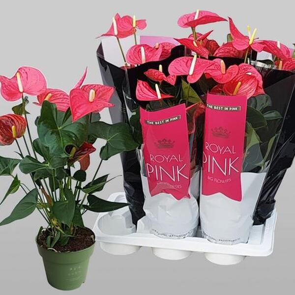 PLANTA ANTHURIUM T17CM MAINE PINK ROSA