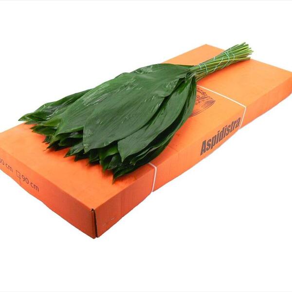 ASPIDISTRA 90CM