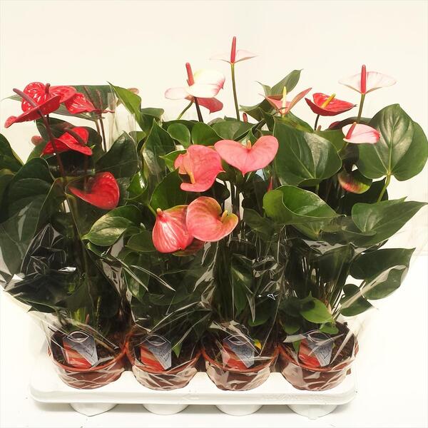 PLANTA ANTHURIUM Ø14CM *MIX*