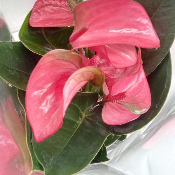 PLANTA ANTHURIUM Ø14CM *PINK CHAMPION*
