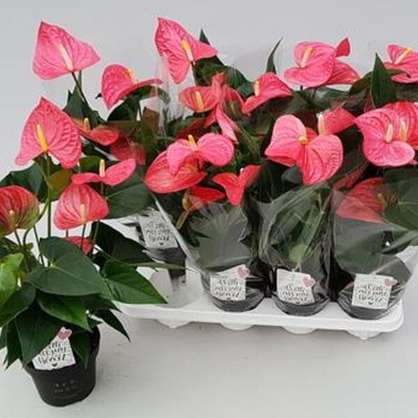 PLANTA ANTHURIUM IMP. Ø14CM ROSA 