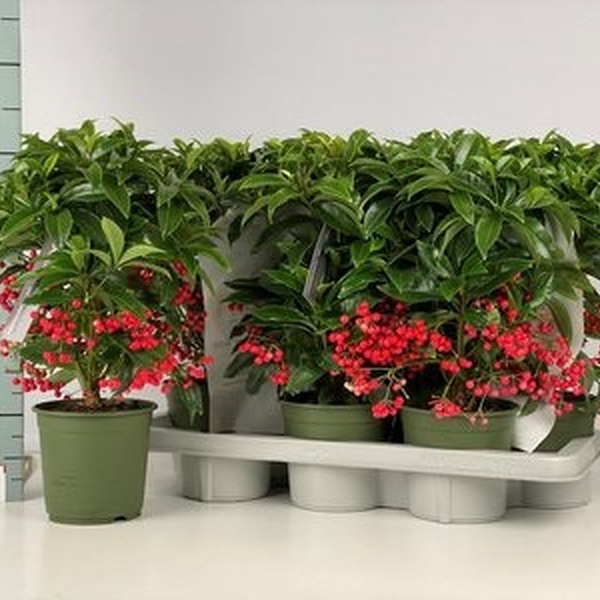 PLANTA ARDISIA VERMELL