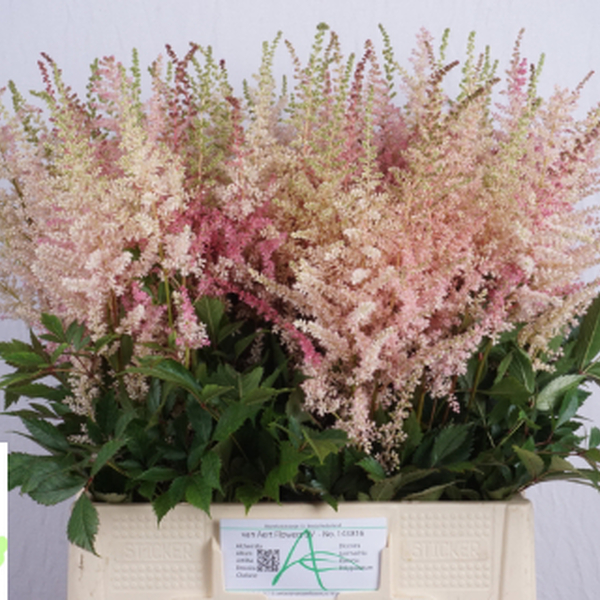 ASTILBE *LIGHT PINK* 70CM