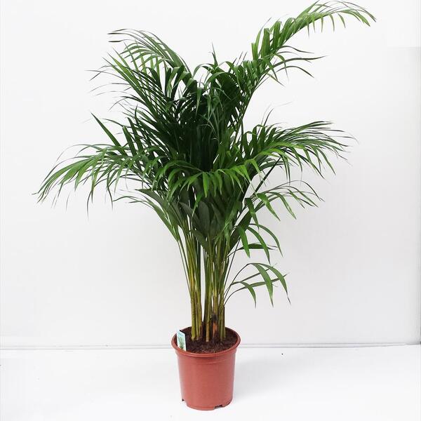 PLANTA AREKA 95 CM