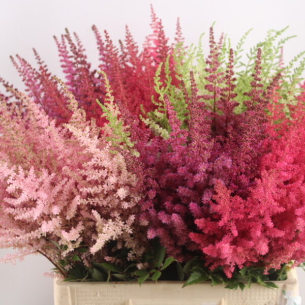 ASTILBE MIX 65CM