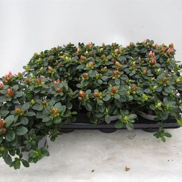PLANTA AZALEA X 6
