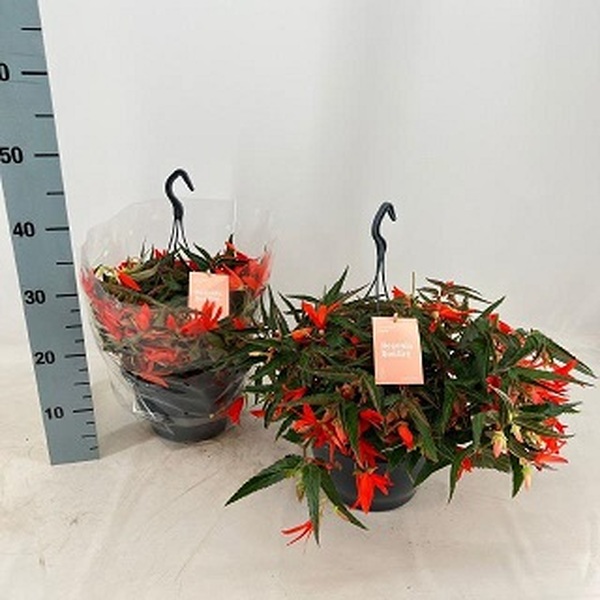 PLANTA BEGONIA T22CM PENJADOR