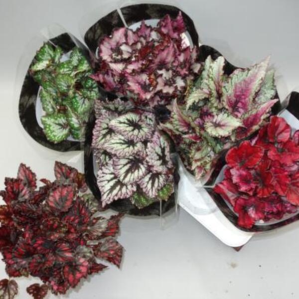 PLANTA BEGONIA LEAF MAGIC 13CM 25CM