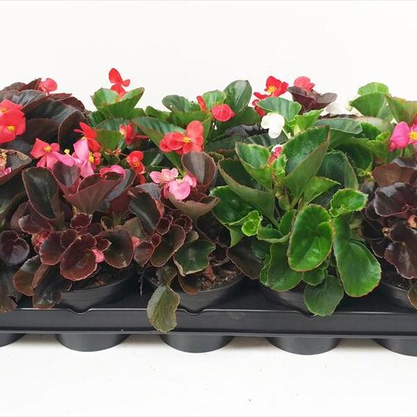 PLANTA BEGONIA SEMPERFLORENS X15