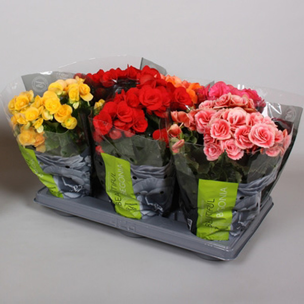 PLANTA BEGONIA HELIATOR VERMELLA