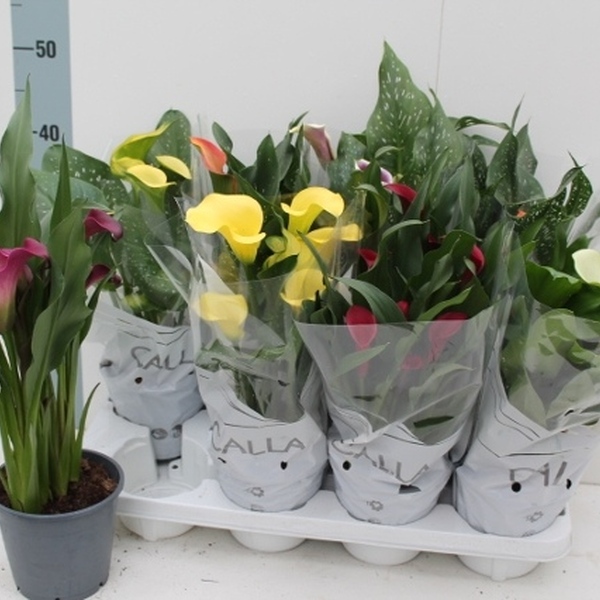 PLANTA CALA MIX X8