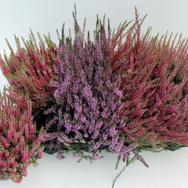 PLANTA CALLUNA MIX 12CM X8