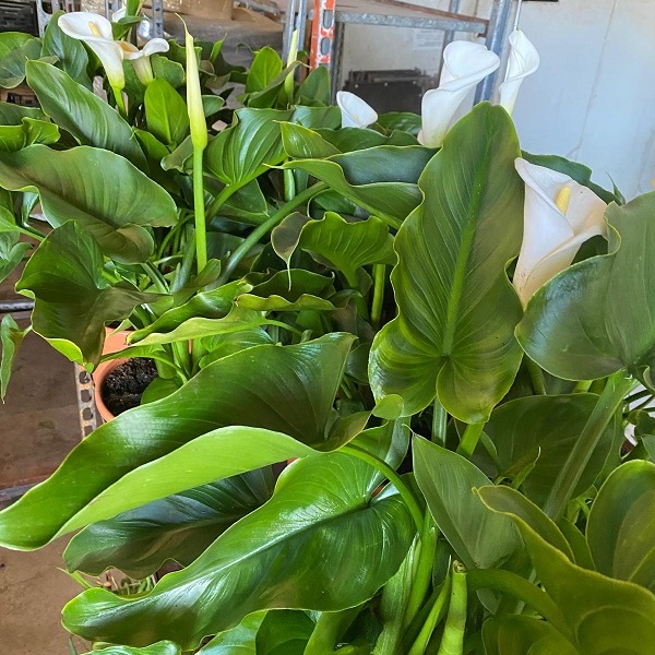 PLANTA CALA BLANC gran