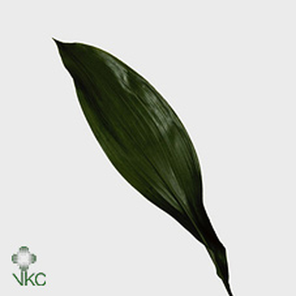 ASPIDISTRA NACIONAL 70/80CM