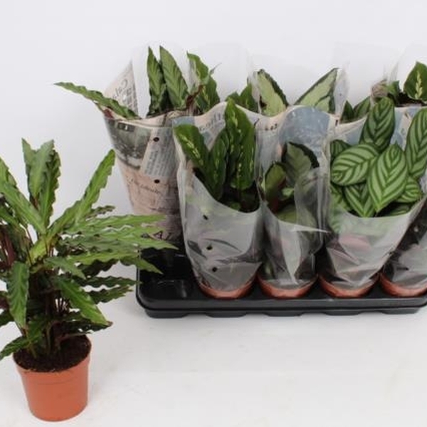 PLANTA CALATHEA T.12CM MIX